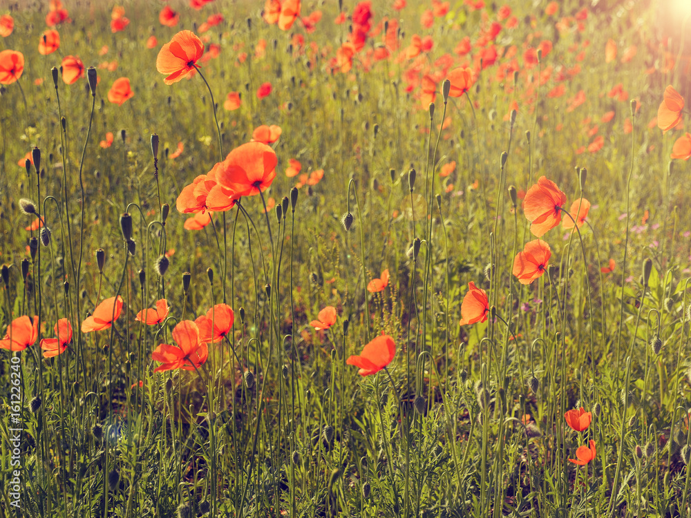 Obraz premium Field of poppies