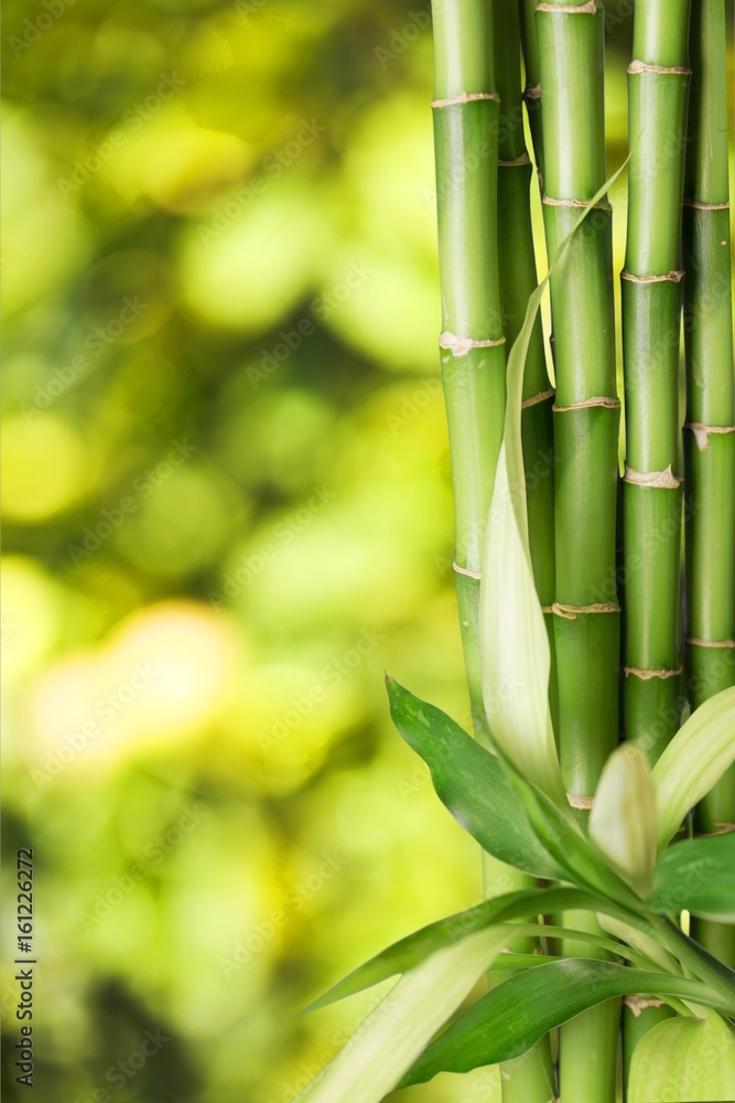 Obraz premium Bamboo shoot.