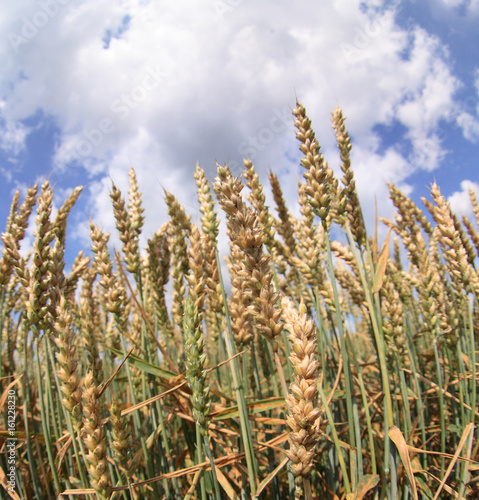 corn and blue sky