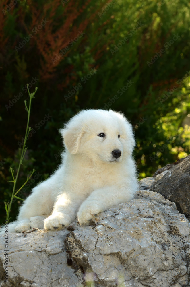 Portrait of Maremma Sheepdog