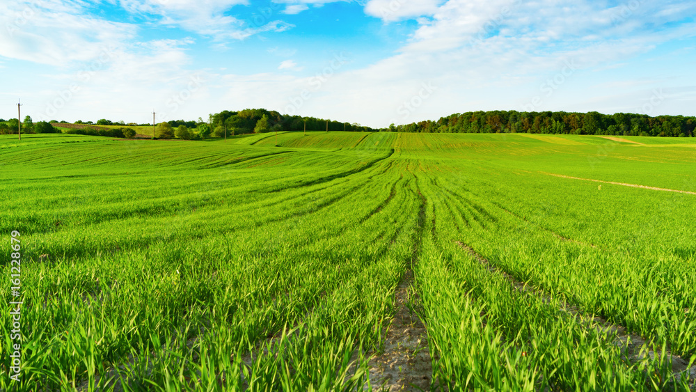 Green yellow agriculture countryside fields and white clouds on blue sky in summer day. Horizontal background, scenic adventures travel concept. Copy space.  Lonely calm mood meditative nature.