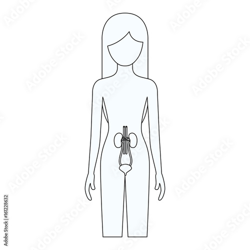 sketch silhouette of female person with renal system human body vector illustration