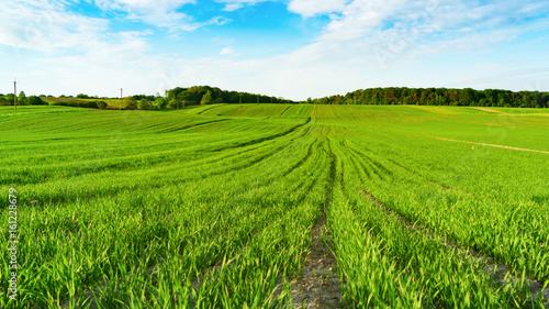 Green yellow agriculture countryside fields and white clouds on blue sky in summer day. Horizontal background, scenic adventures travel concept. Copy space. Lonely calm mood meditative nature.