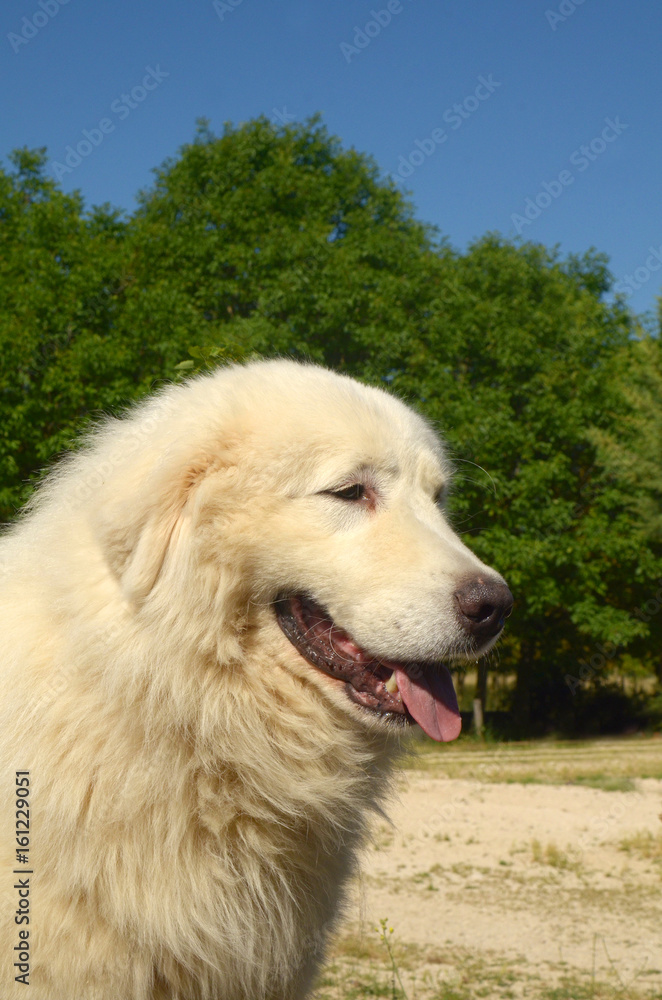Portrait of Maremma Sheepdog Portrait of Maremma Sheepdog