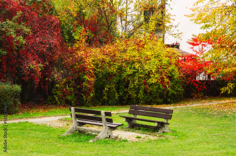 Autumn park with red trees and grape leaves and two benches, natural seasonal background