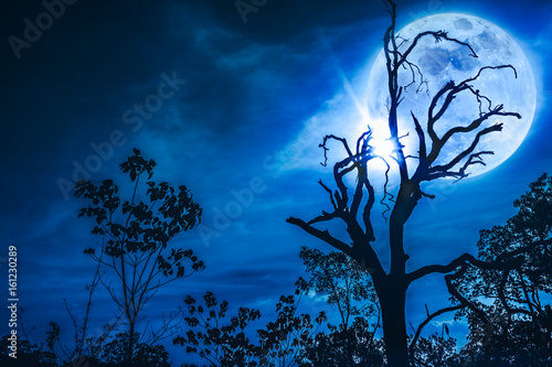 Night landscape of sky with bright super moon behind silhouette of dead tree.