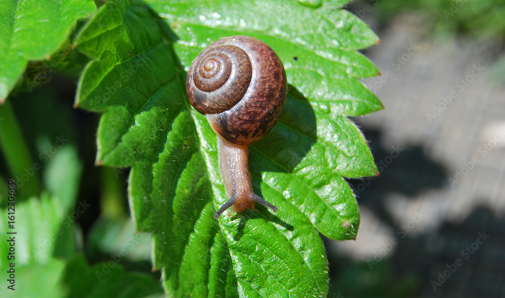 The snail crawls over a strawberry leaf