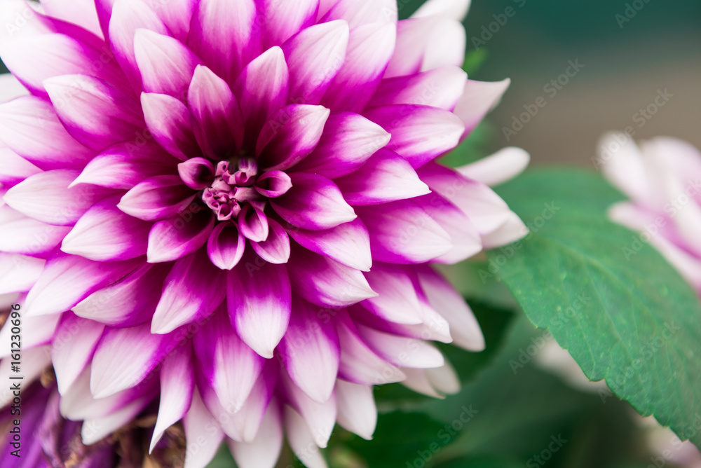 Fototapeta premium Dahlia Deep Pink