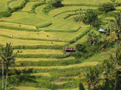 A paddy rice field with land divided into levels and some primitive structures, Karangasem region of Bali island, Indonesia, November 2016