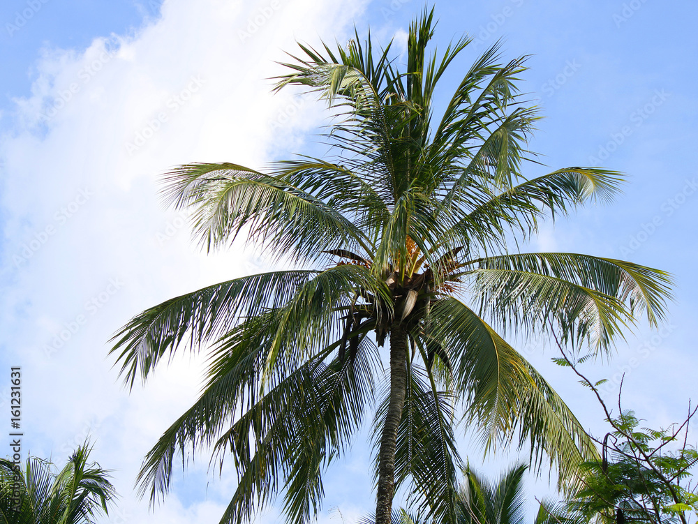 View of a palm tree over a blue sky and some copy space on the left