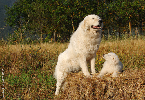 Portrait of Maremma Sheepdog with puppy