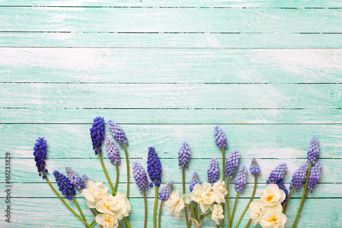 Fototapeta Naklejka Na Ścianę i Meble -  Blue muscaries and daffodils  flowers on turquoise wooden background.