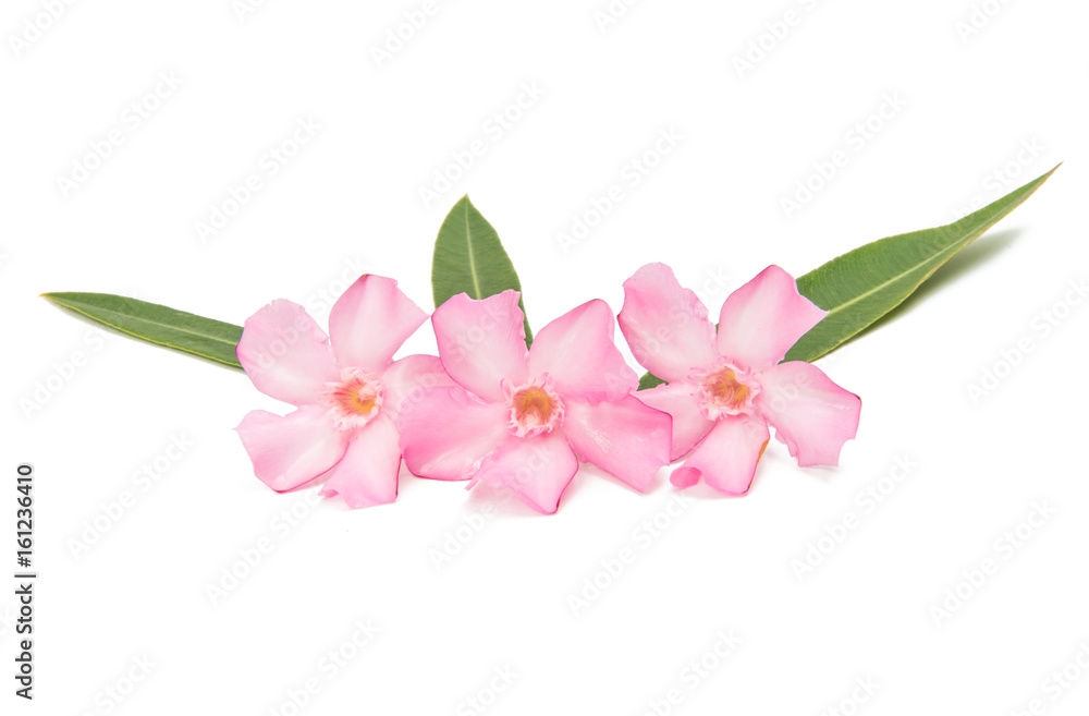 Pink oleander flower isolated Pink oleander flower isolated
