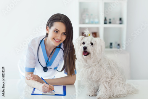Fototapeta Naklejka Na Ścianę i Meble -  Happy white dog and beautiful veterinarian doctor in vet clinic