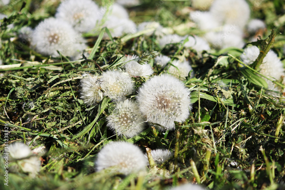 Texture of mown grass and dandelions on a summer city lawn Texture of mown grass and dandelions on a summer city lawn