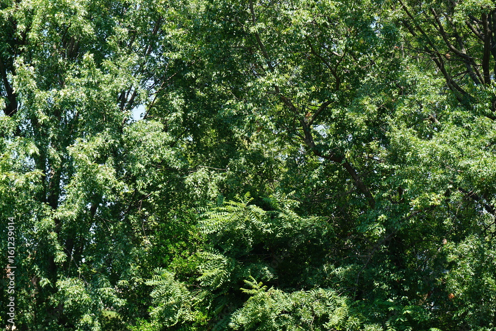 Trees // Spirits Trees // Spirits