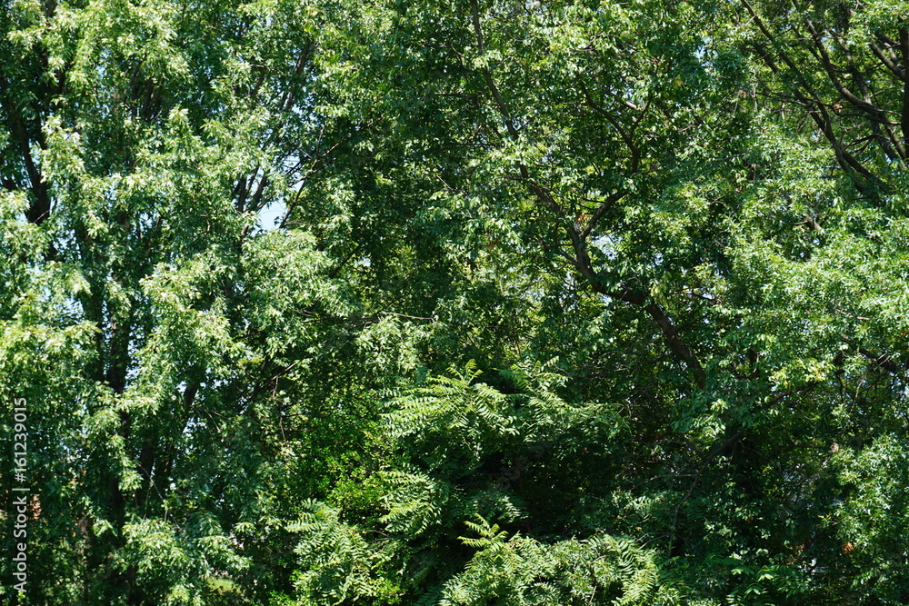 Fototapeta premium Trees // Spirits 