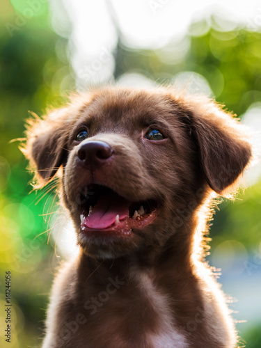 Labrador puppy with Bokeh background