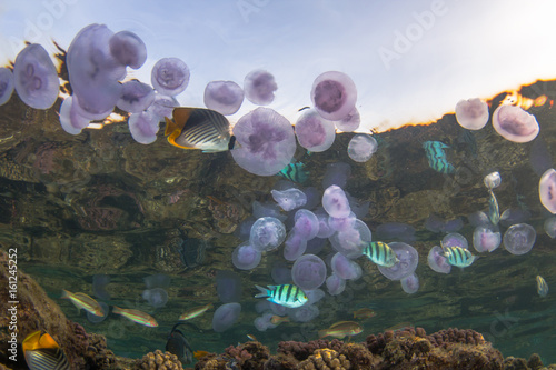 Jellyfish Mirror