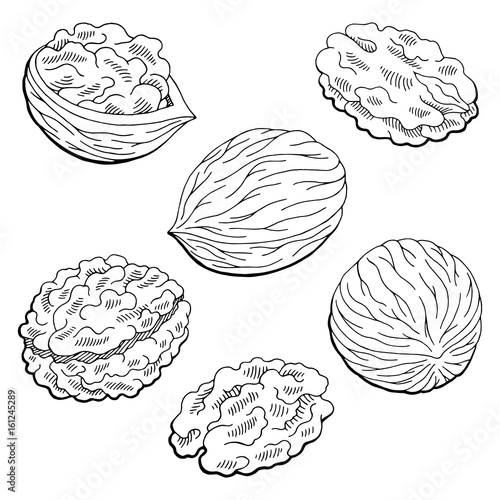 Walnut graphic black white isolated sketch illustration vector