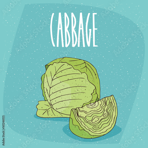 One huge whole ripe green cabbage vegetable, near beautifully cut piece. Visible pulp. Isolated background. Realistic hand draw style. Lettering inscription Cabbage