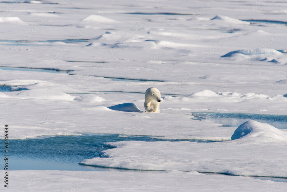 Polar bear on the pack ice Polar bear on the pack ice