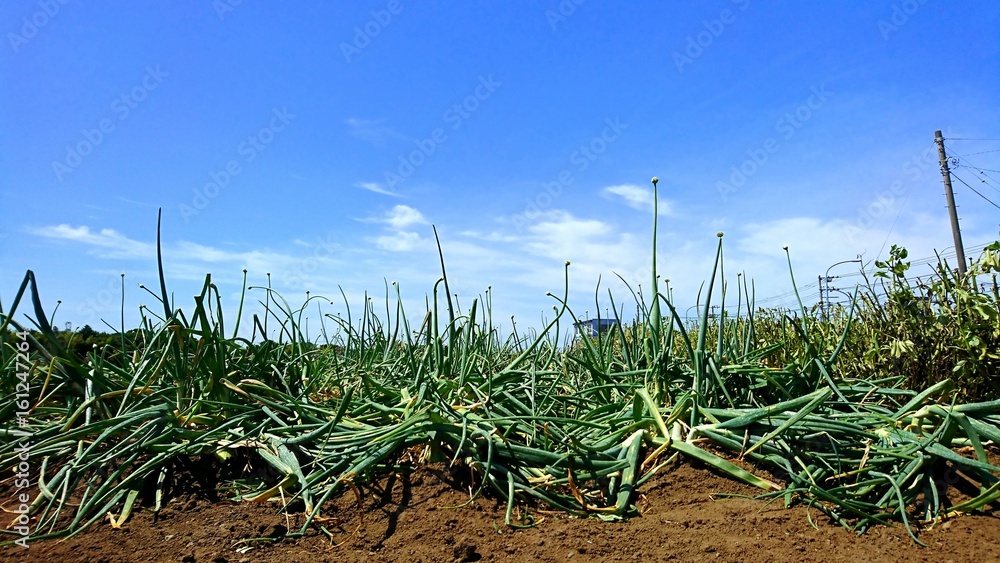 onion farm field under the blue sky onion farm field under the blue sky