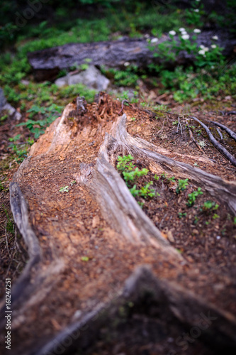 Wallpaper Mural .alaska. Torontodigital.ca