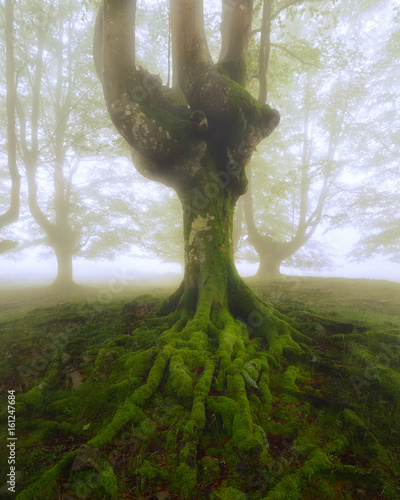 Tree roots at Gorbea Natural Park photo