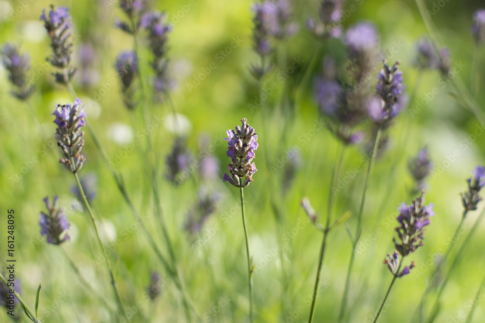 A gently purple lavender flowers against a background of light green blurred background with a bush, Shallow DOF A gently purple lavender flowers against a background of light green blurred background with a bush, Shallow DOF
