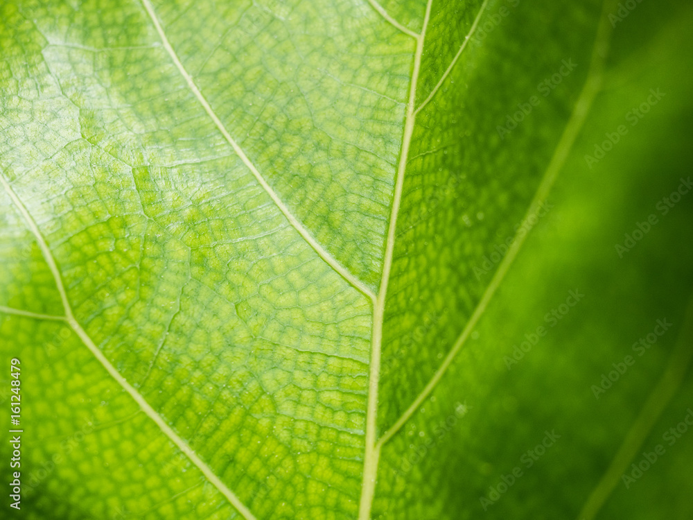 Green leaves background. Leaf texture of Ficus Lyrata. Green leaves background. Leaf texture of Ficus Lyrata.