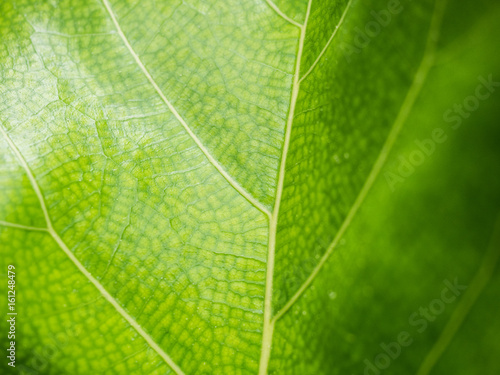 Green leaves background. Leaf texture of Ficus Lyrata.