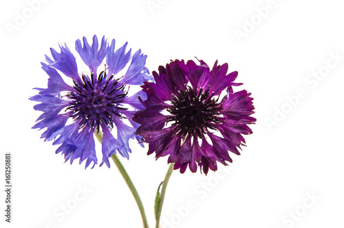 Beautiful cornflower isolated