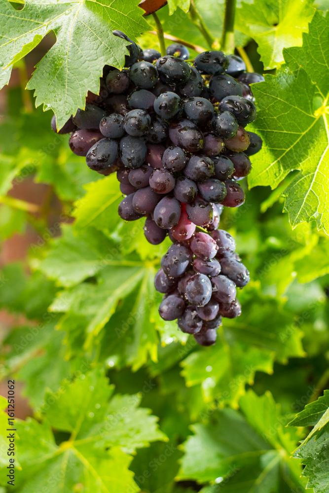 Healthy fruits Red wine grapes riping in the vineyard, dark grapes/ blue grapes/wine grapes, bunch of grapes ready to harvest Healthy fruits Red wine grapes riping in the vineyard, dark grapes/ blue grapes/wine grapes, bunch of grapes ready to harvest