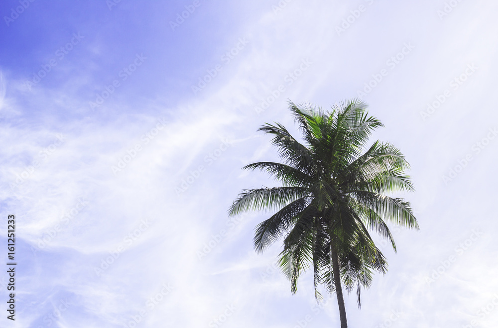 Coconut tree with blue sky