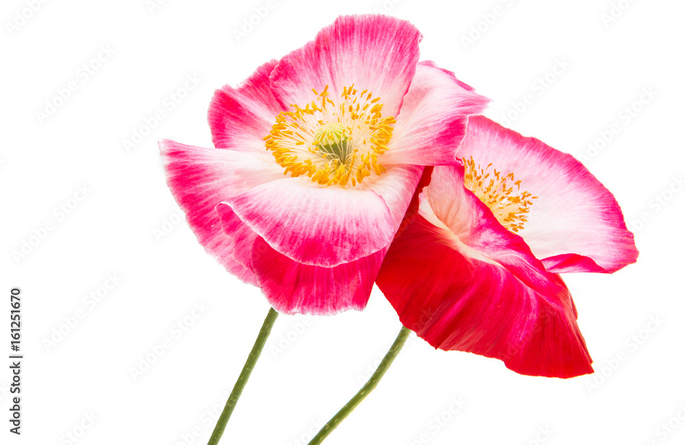 Fototapeta premium Beautiful red poppy isolated
