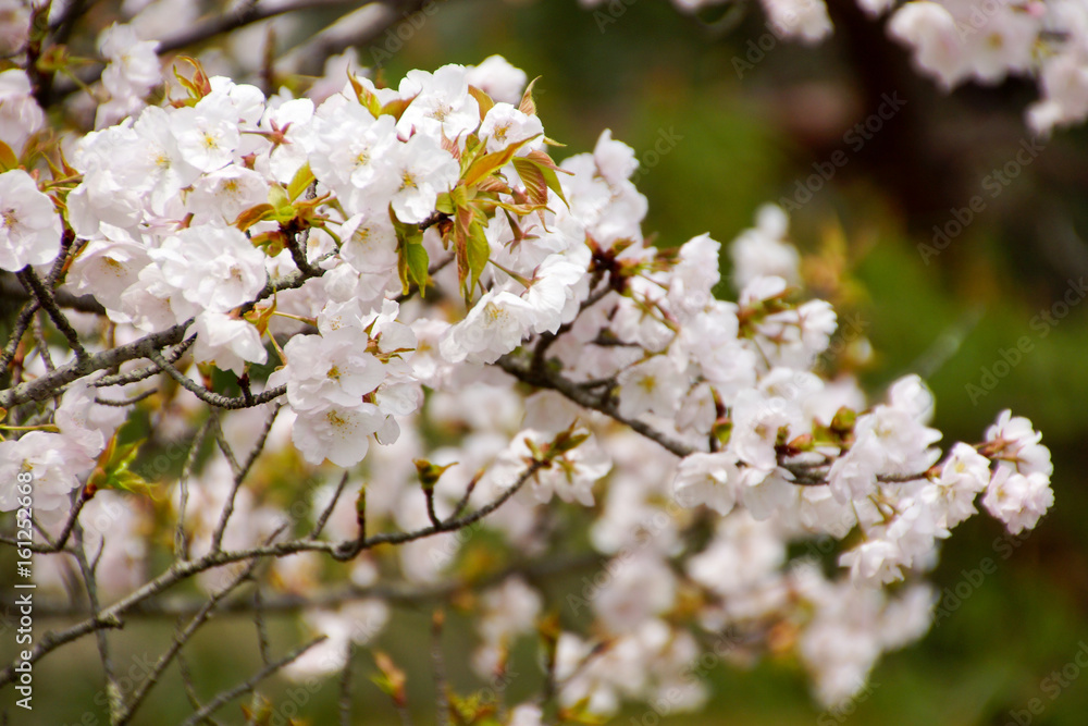 御室桜 御室桜