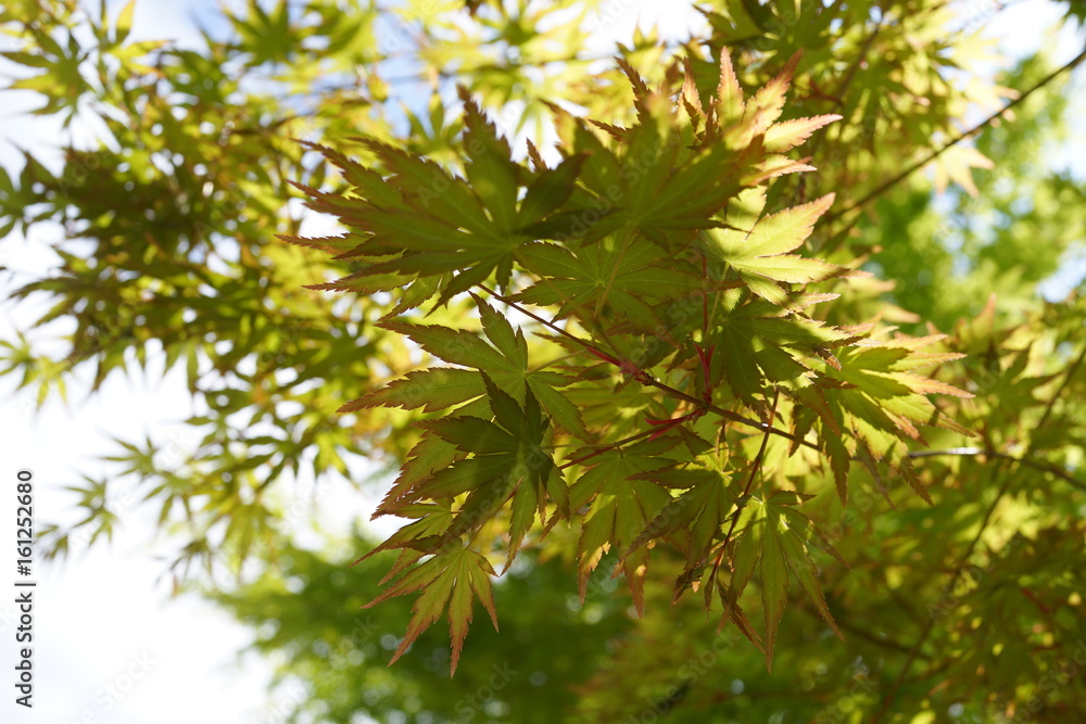 春の紅葉 透過 陽射し 日光 新緑 春の紅葉 透過 陽射し 日光 新緑