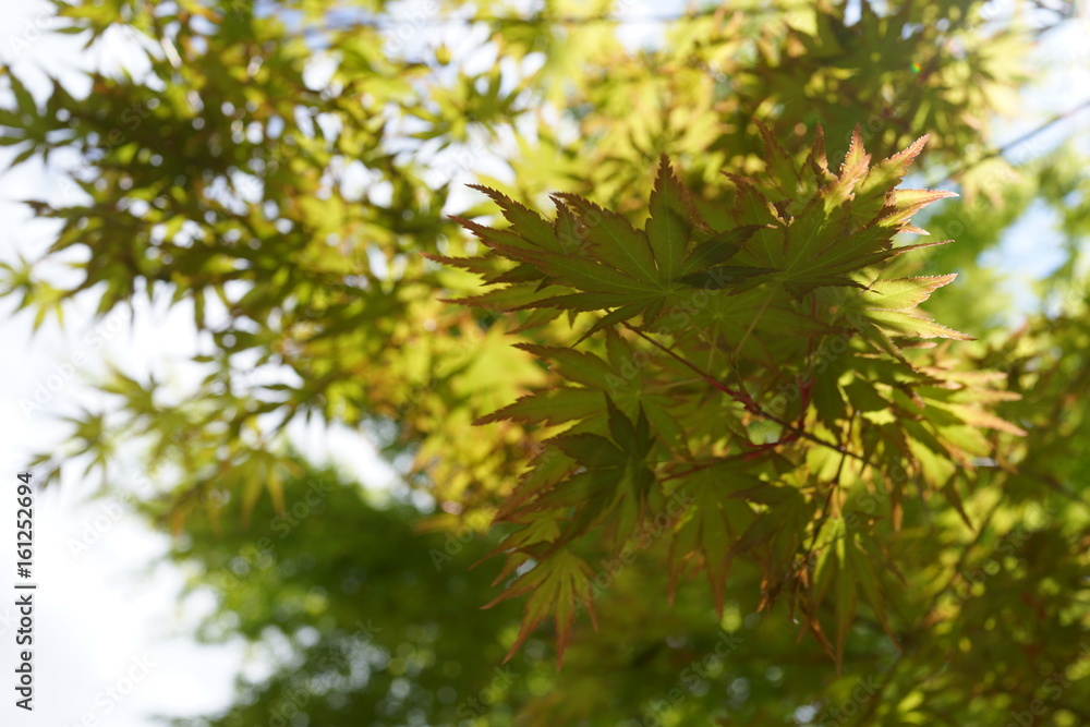 春の紅葉 透過 陽射し 日光 新緑 春の紅葉 透過 陽射し 日光 新緑