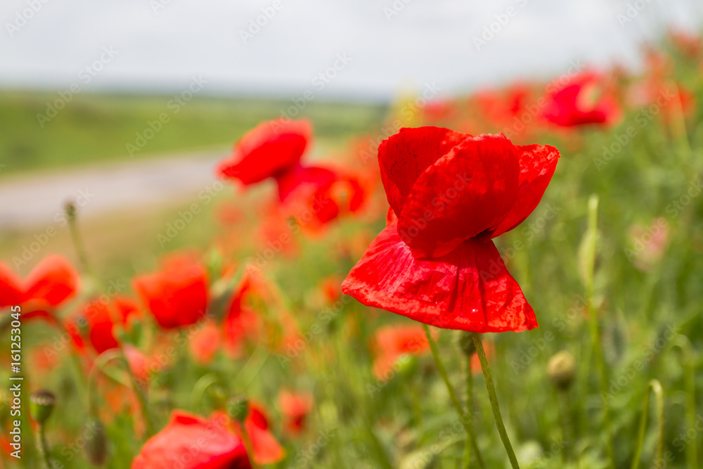 Obraz premium Field red poppies grow on the slope along the road