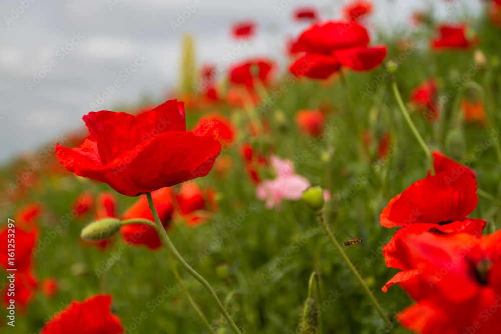 Field red poppies grow on the slope along the road Field red poppies grow on the slope along the road