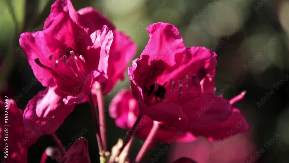 Rhododendron beautiful flower and bumblebee bee. Latvian University Rhododendron nursery Rhododendron beautiful flower and bumblebee bee. Latvian University Rhododendron nursery