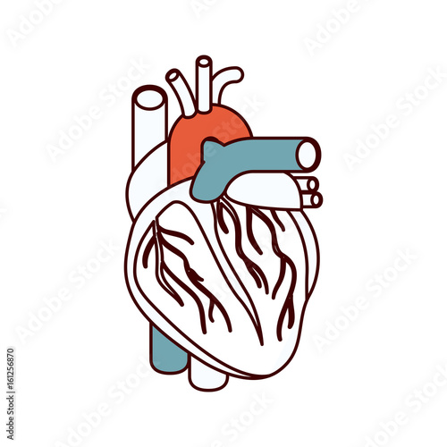 color sections silhouette heart system human body vector illustration