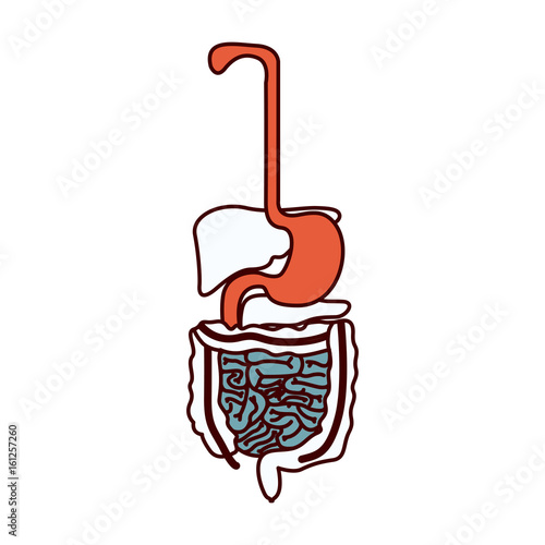 color sections silhouette human digestive system vector illustration