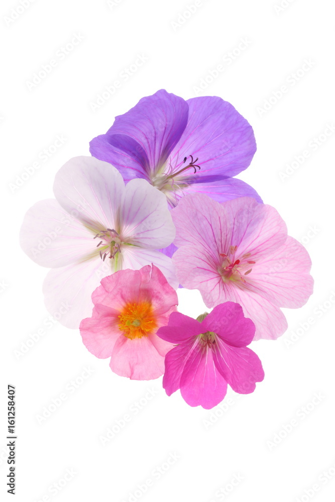 Fototapeta premium Flowering pastels