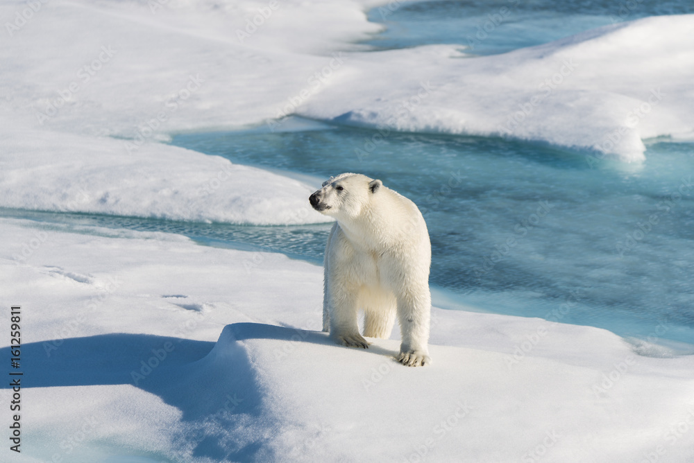 Polar bear on the pack ice Polar bear on the pack ice