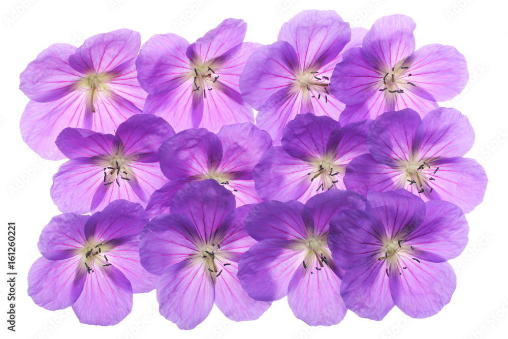 Geranium wall