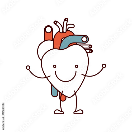 color sections caricature with happy face circulatory system with heart vector illustration