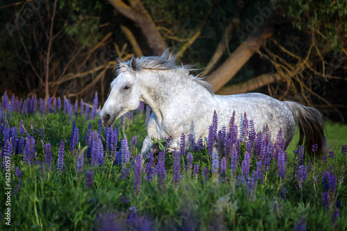 Fototapeta Naklejka Na Ścianę i Meble -  Arabian horse running among lupine flowers.