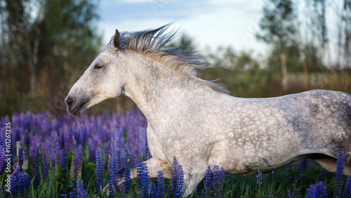 Fototapeta Naklejka Na Ścianę i Meble -  Arabian horse running among lupine flowers.